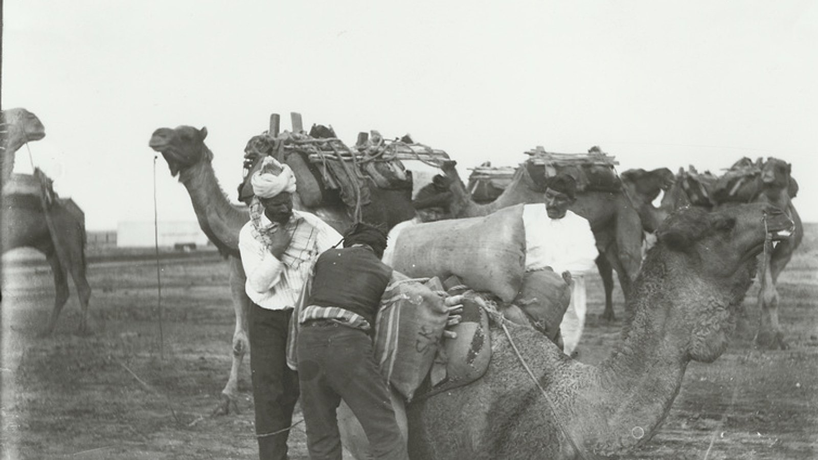From the camel trains to the classroom: how Indians came to Australia